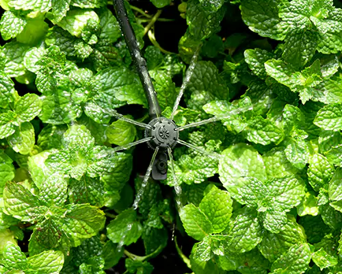 Mikro-locsoló öntözés: a hatékony víztakarékos öntözés új korszakának kezdete