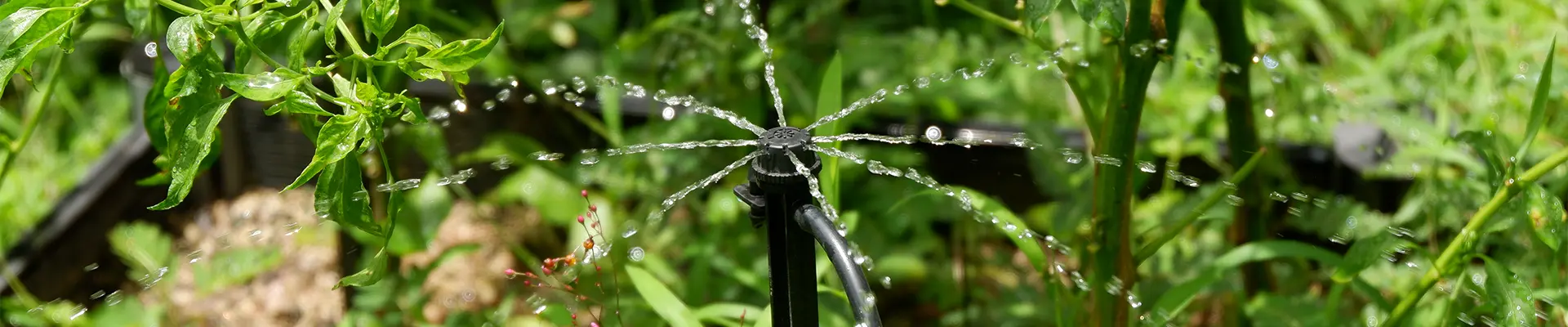 Csepegtető öntözés