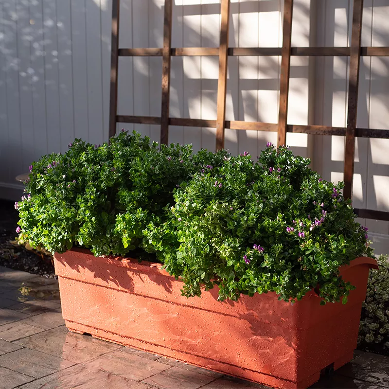 30 literes önöntöző gyalu